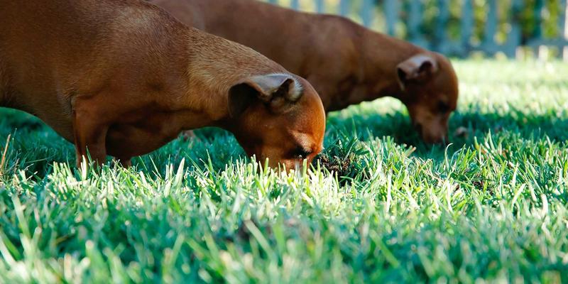 网络流量工程进阶：MPLS-TE与Segment Routing的部署场景与技术对比